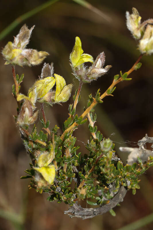 Image of Aspalathus tridentata subsp. staurantha (Eckl. & Zeyh.) R. Dahlgren