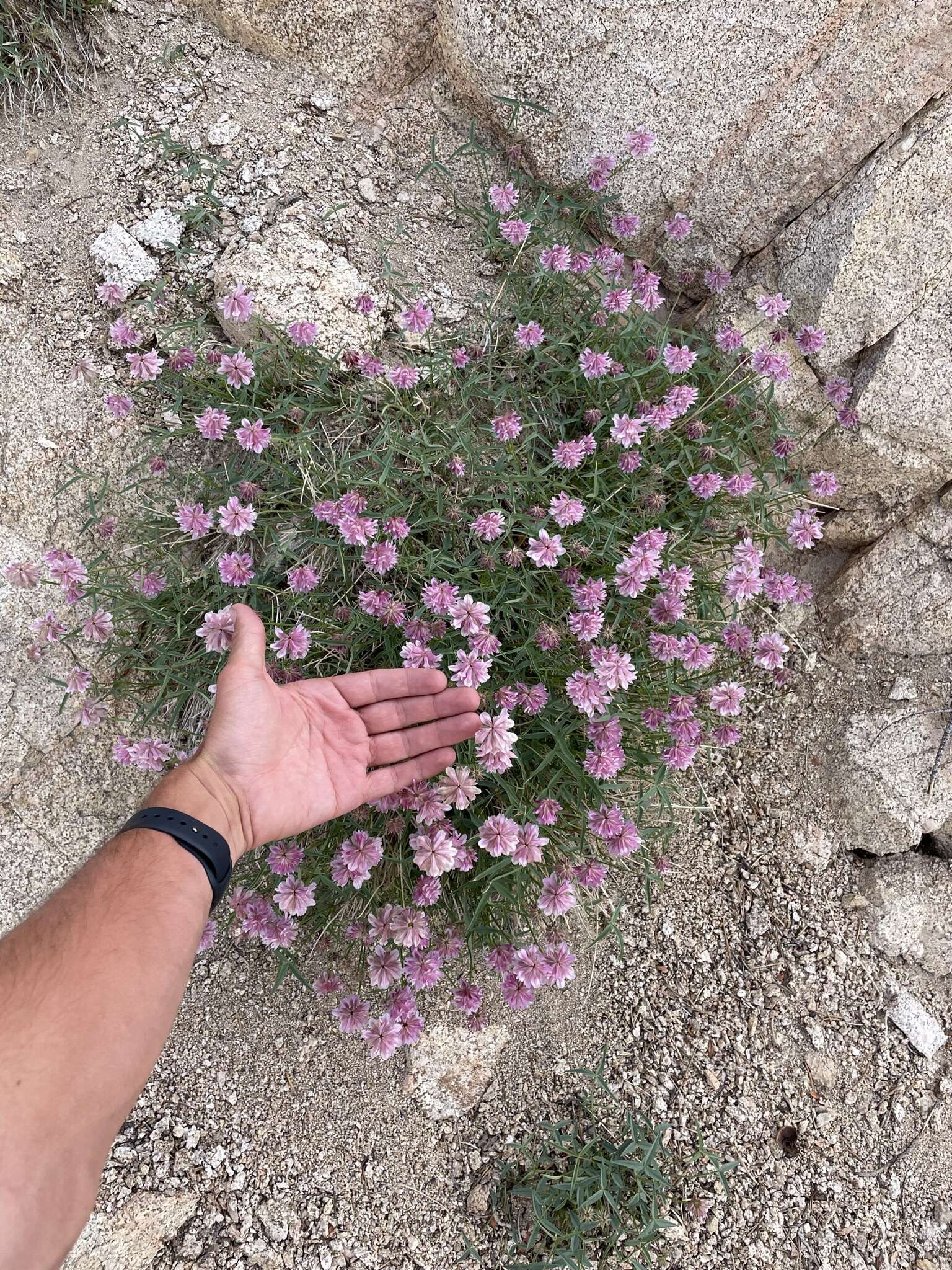 Image of Dedecker's clover