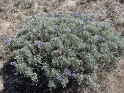 Image of Douglas' silver lupine