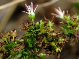 Image of Wahlenbergia tenella (L. fil.) Lammers