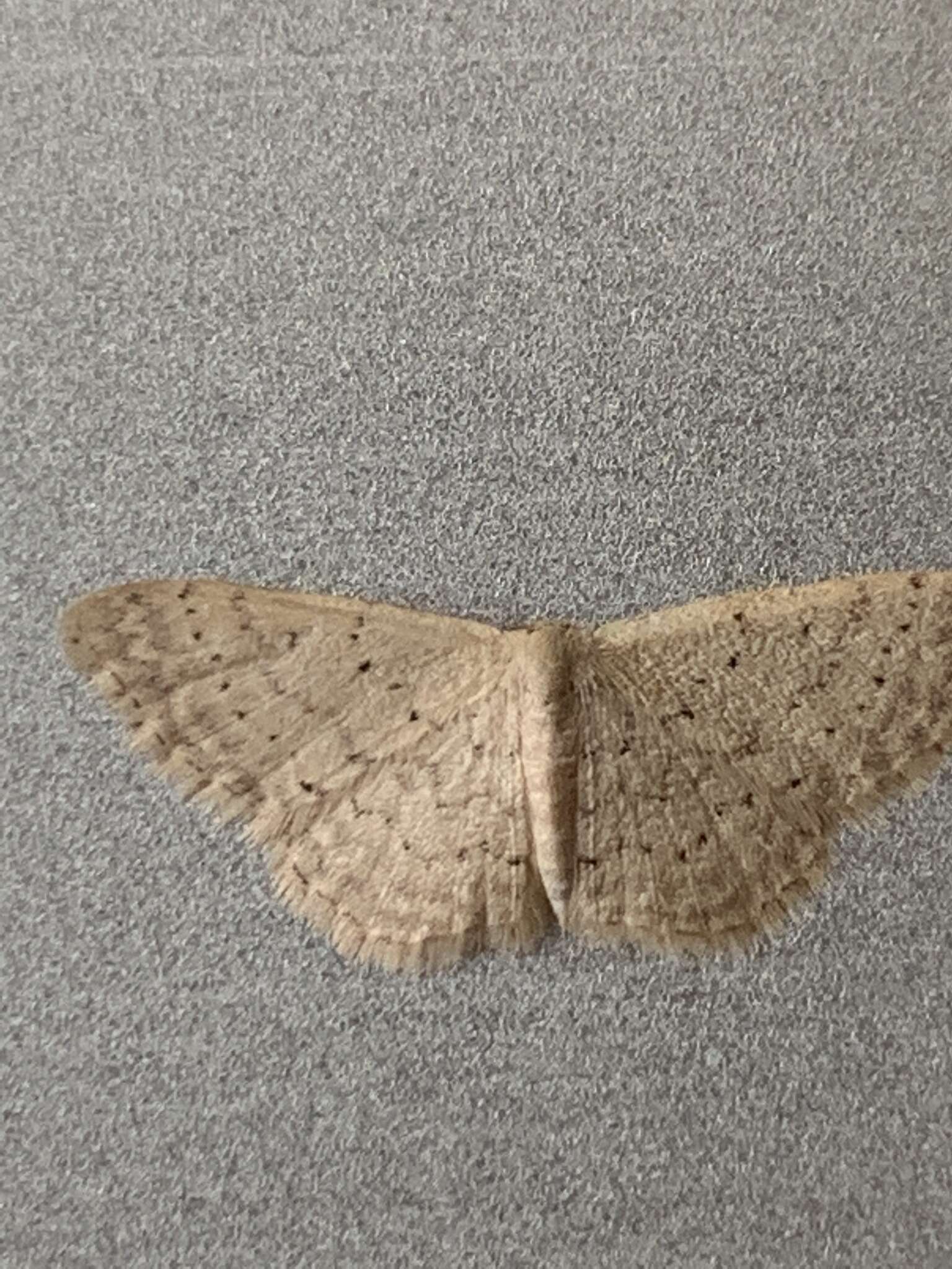 Image de Idaea epicyrta Turner 1917