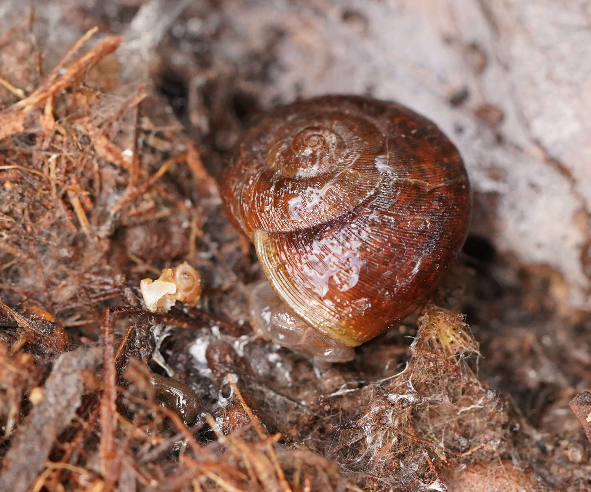 صورة Austrorhytida glaciamans (Iredale 1938)