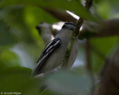 Image of Black-capped Becard