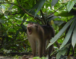 Image of Pig-Tail Macaque