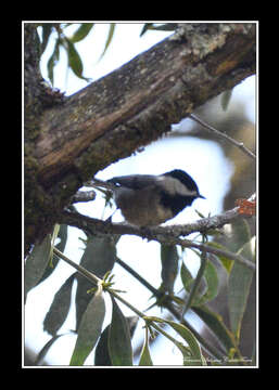 Image of Mexican Chickadee