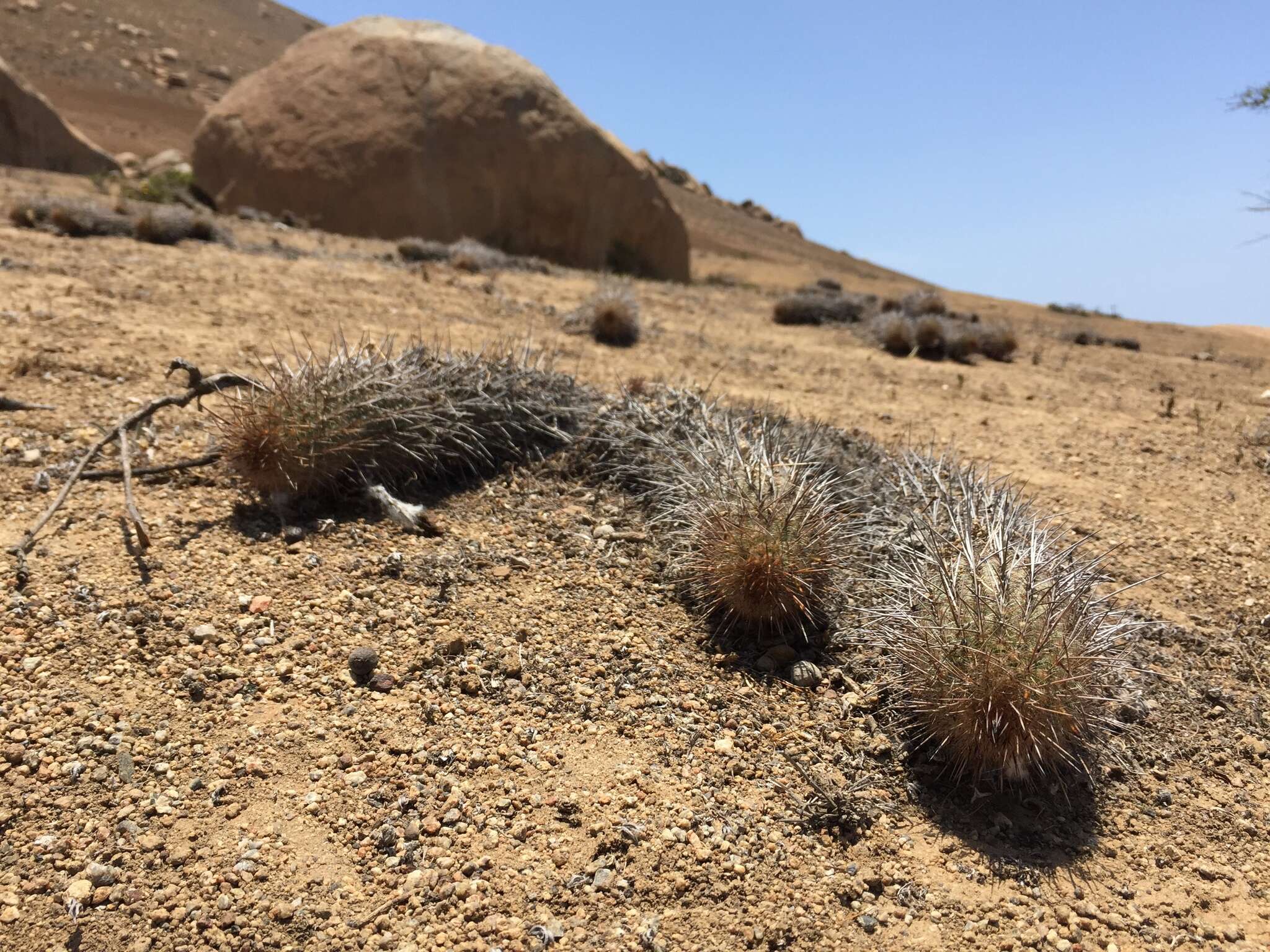 Imagem de Haageocereus decumbens (Vaupel) Backeb.