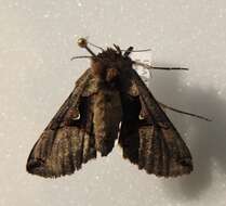 Image of Large Looper Moth, Broken-banded Y