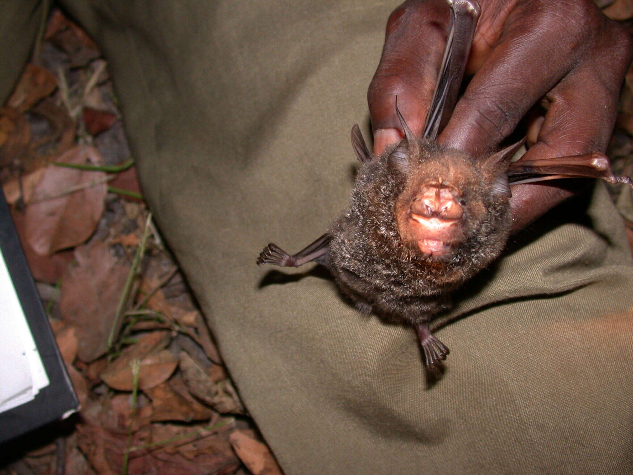 Image of Cyclops Leaf-nosed Bat