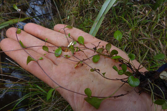 Myosotis tenericaulis Petrie. resmi