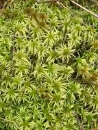 Sphagnum riparium Ångström 1864的圖片