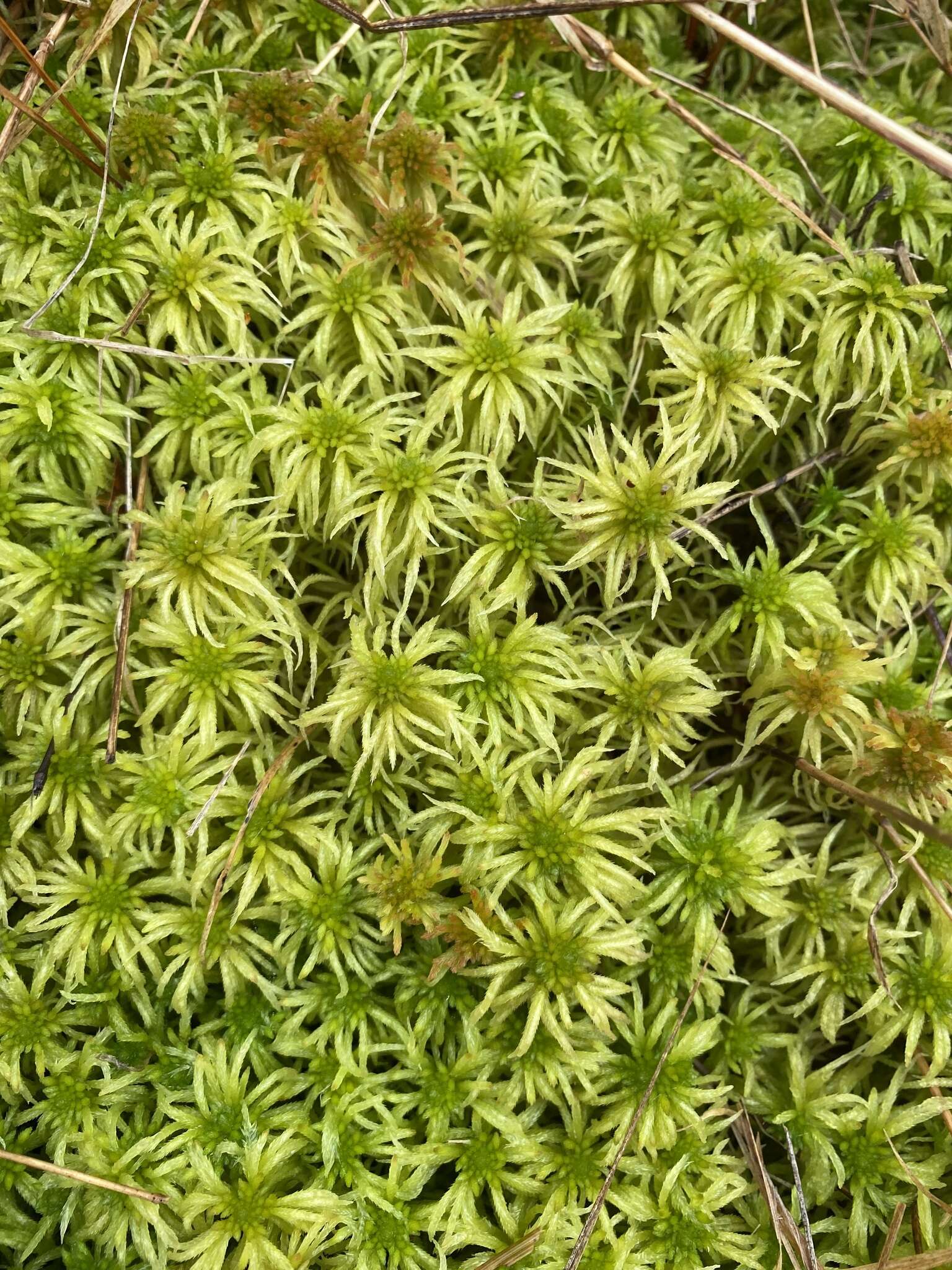 Sphagnum riparium Ångström 1864的圖片