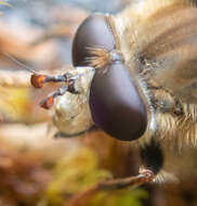 Image de Criorhina bubulcus (Walker 1849)