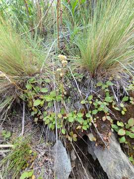 Image of Cliff Pseudosaxifrage