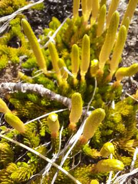 Image of Austrolycopodium alboffii (Rolleri) Holub