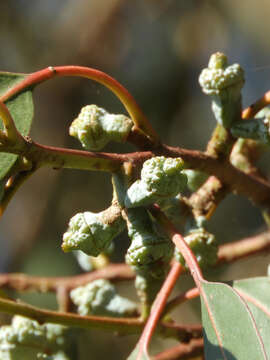 Слика од Eucalyptus globulus subsp. pseudoglobulus (Naud. ex Maiden) Kirkpatrick