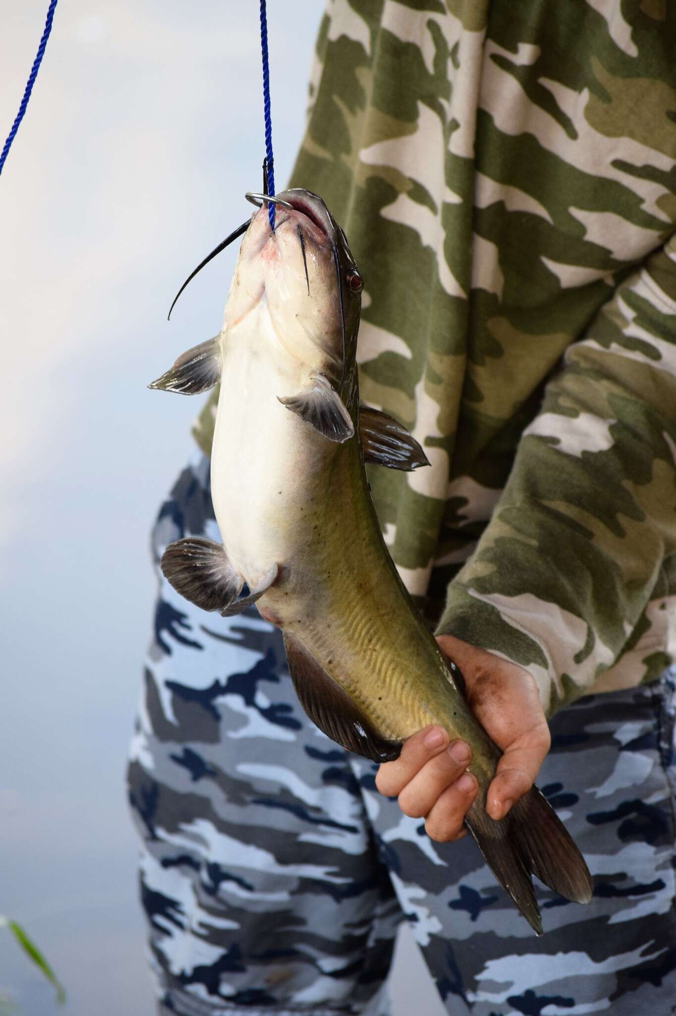 Image of channel catfish