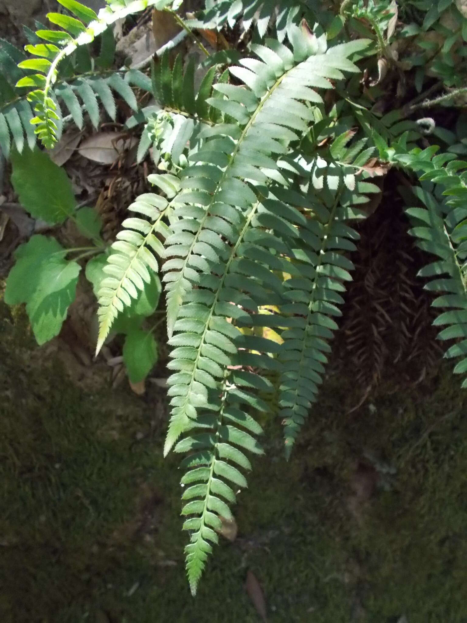 Image of narrowleaf swordfern