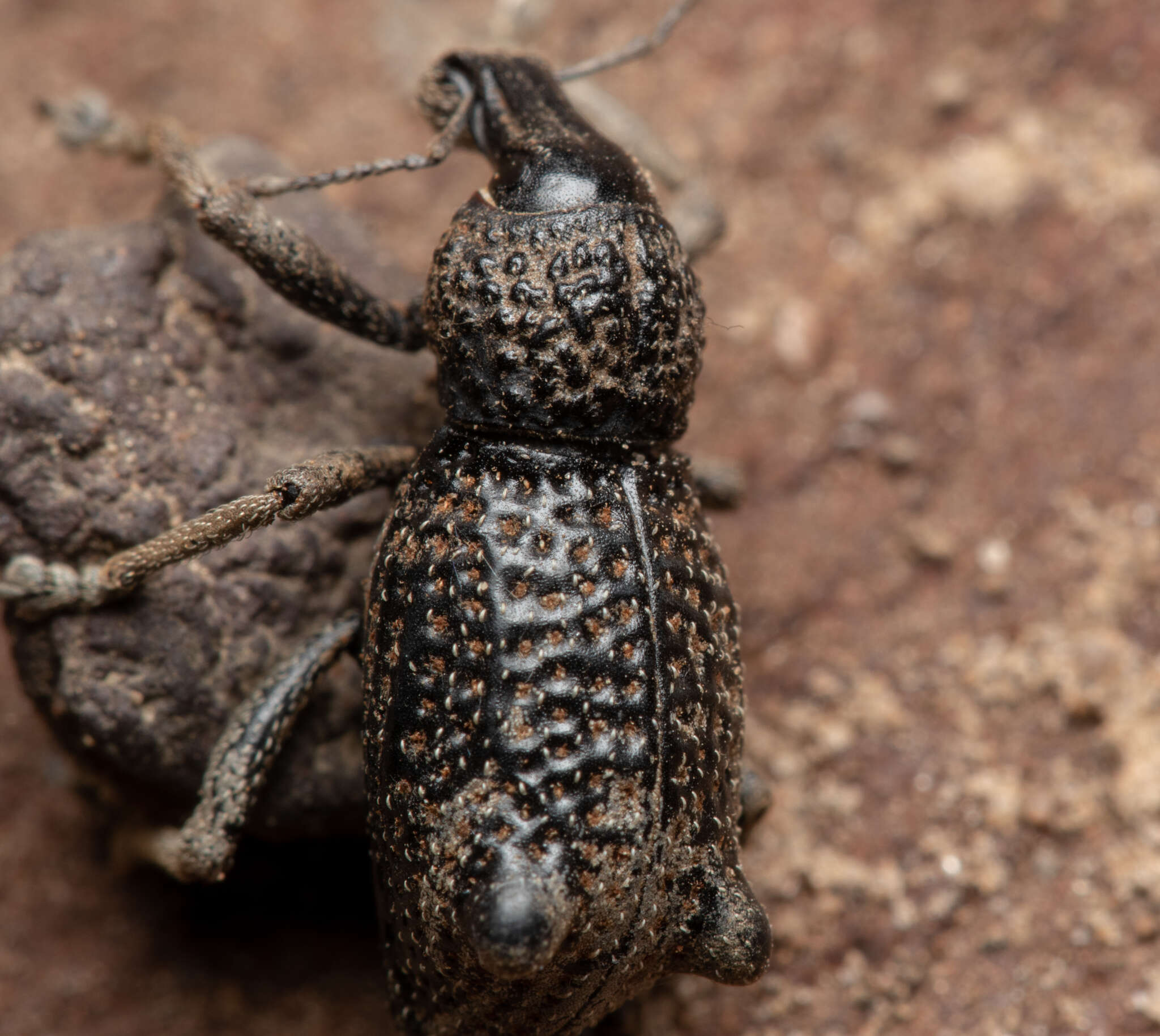 Image of Zymaus binodosus Pascoe 1870