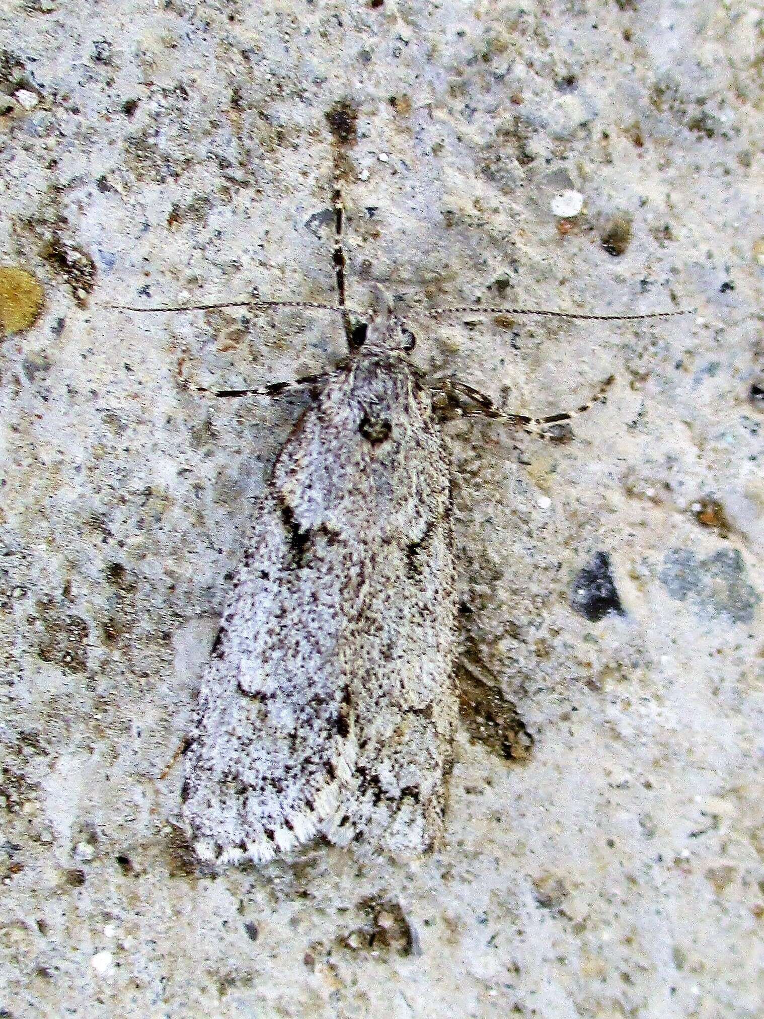 Image of March Tubic