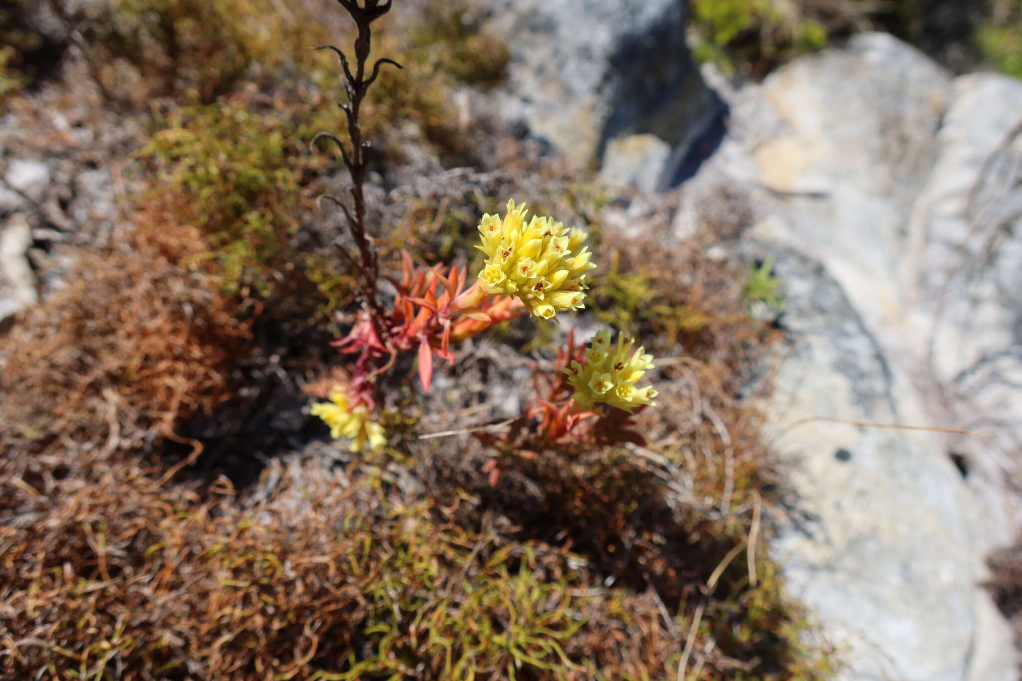 Crassula flava L. resmi