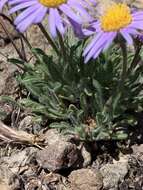 Imagem de Erigeron poliospermus A. Gray