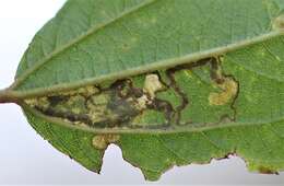 Image of Stigmella ceanothi (Braun 1910) Newton et al. 1982