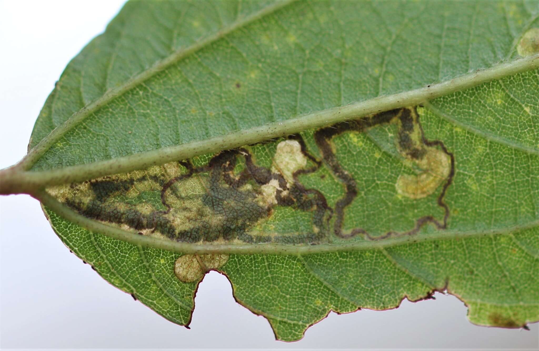 Imagem de Stigmella ceanothi (Braun 1910) Newton et al. 1982