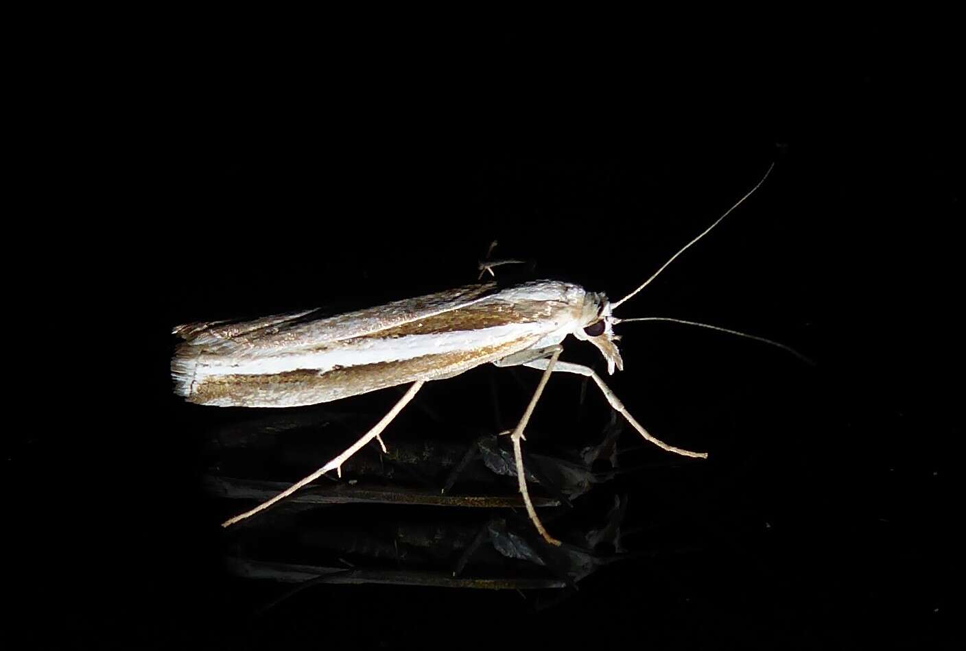 Image of Orocrambus vittellus Doubleday 1943