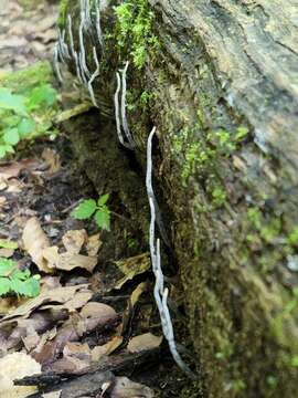 Слика од Xylaria cornu-damae (Schwein.) Berk. 1873