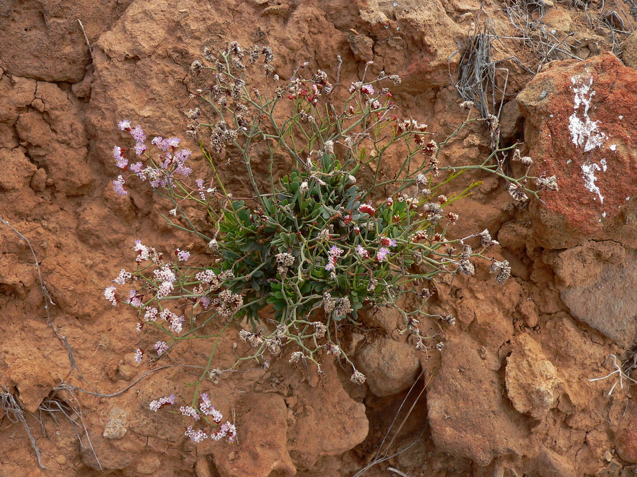 Limonium pectinatum (Ait.) Kuntze resmi