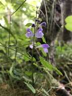 Image of smooth rock skullcap