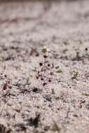 Image de Drosera salina N. Marchant & Lowrie