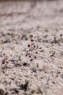 Image of Drosera salina N. Marchant & Lowrie