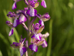 Anacamptis morio subsp. caucasica (K. Koch) H. Kretzschmar, Eccarius & H. Dietr. resmi