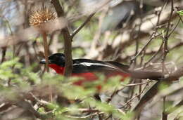 Image of Crimson-breasted Gonolek