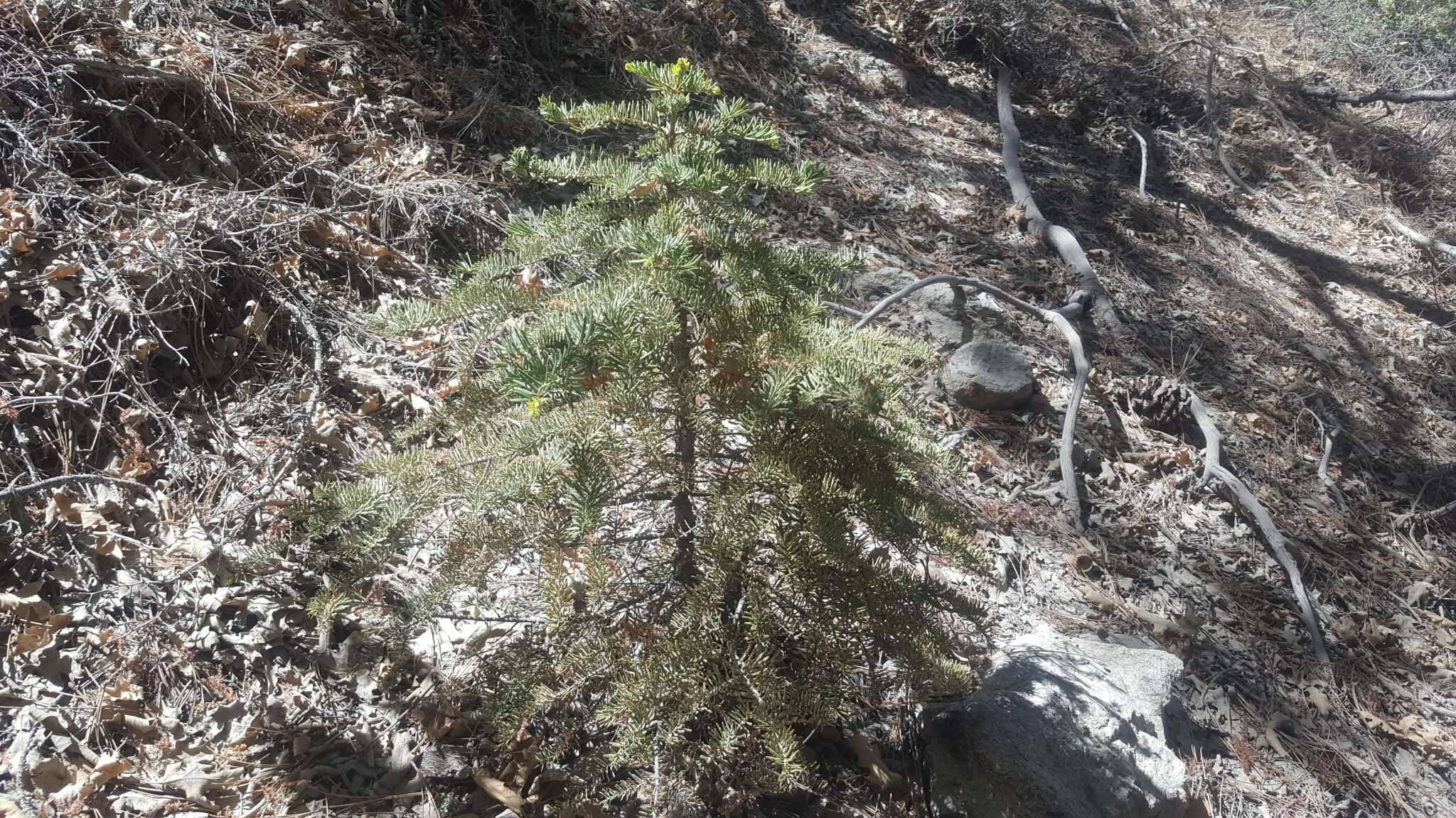 Abies concolor var. concolor resmi