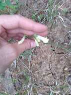 Image of Oklahoma beardtongue