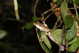 Image of Bongao tree frog