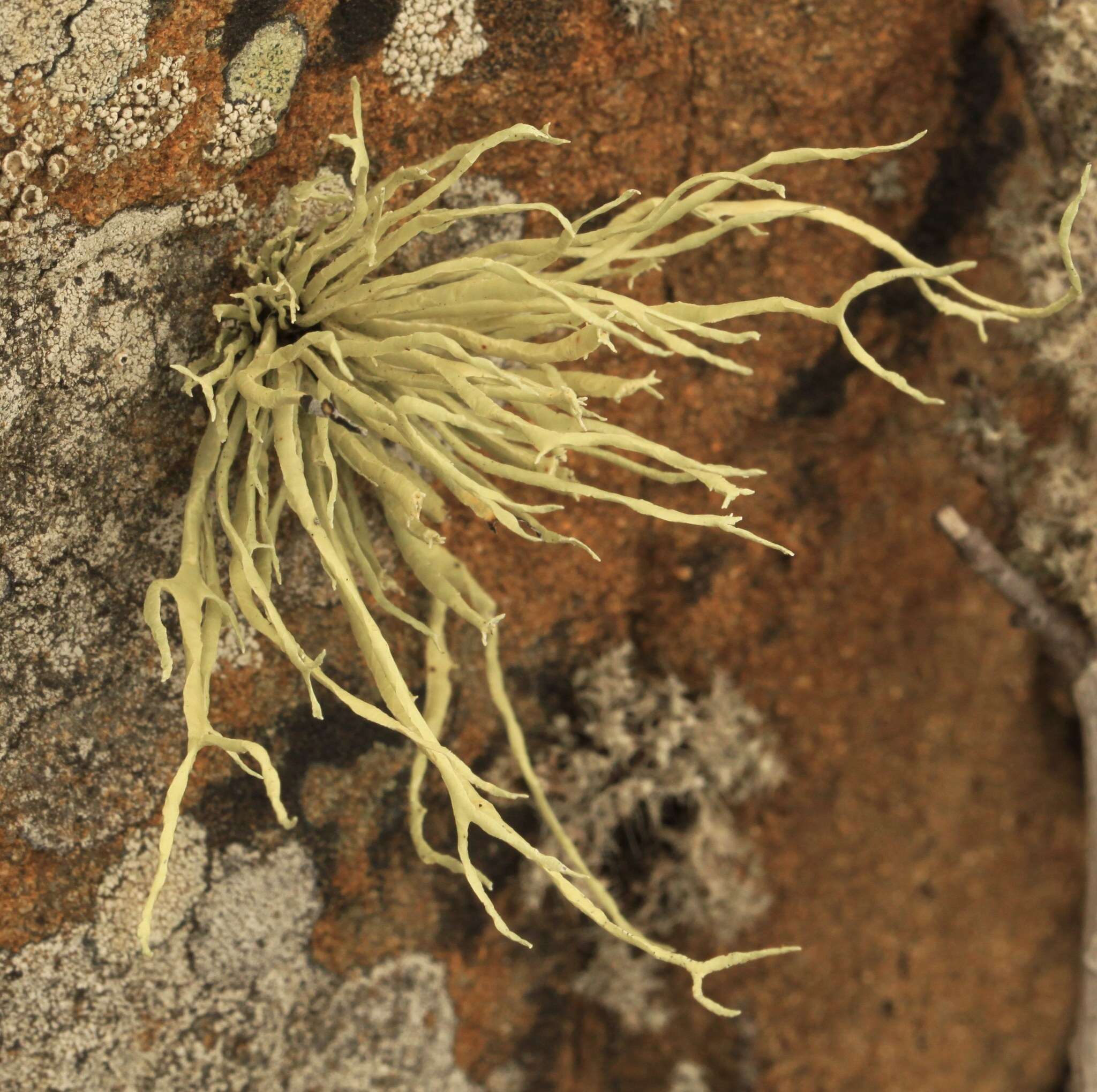 Image of Armored fog lichen