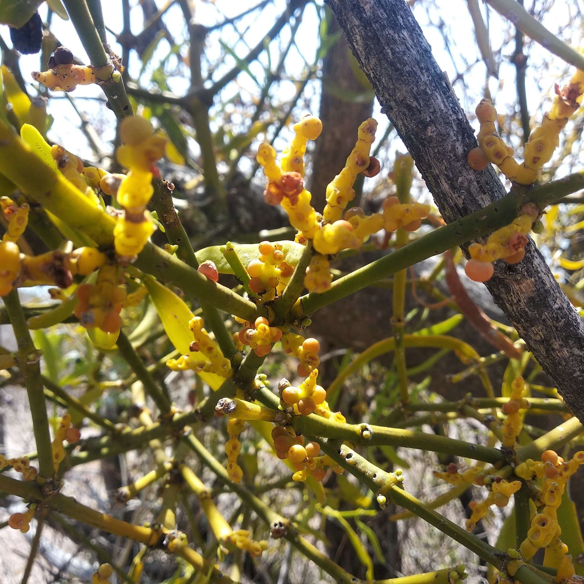 Image of Phoradendron carneum Urb.