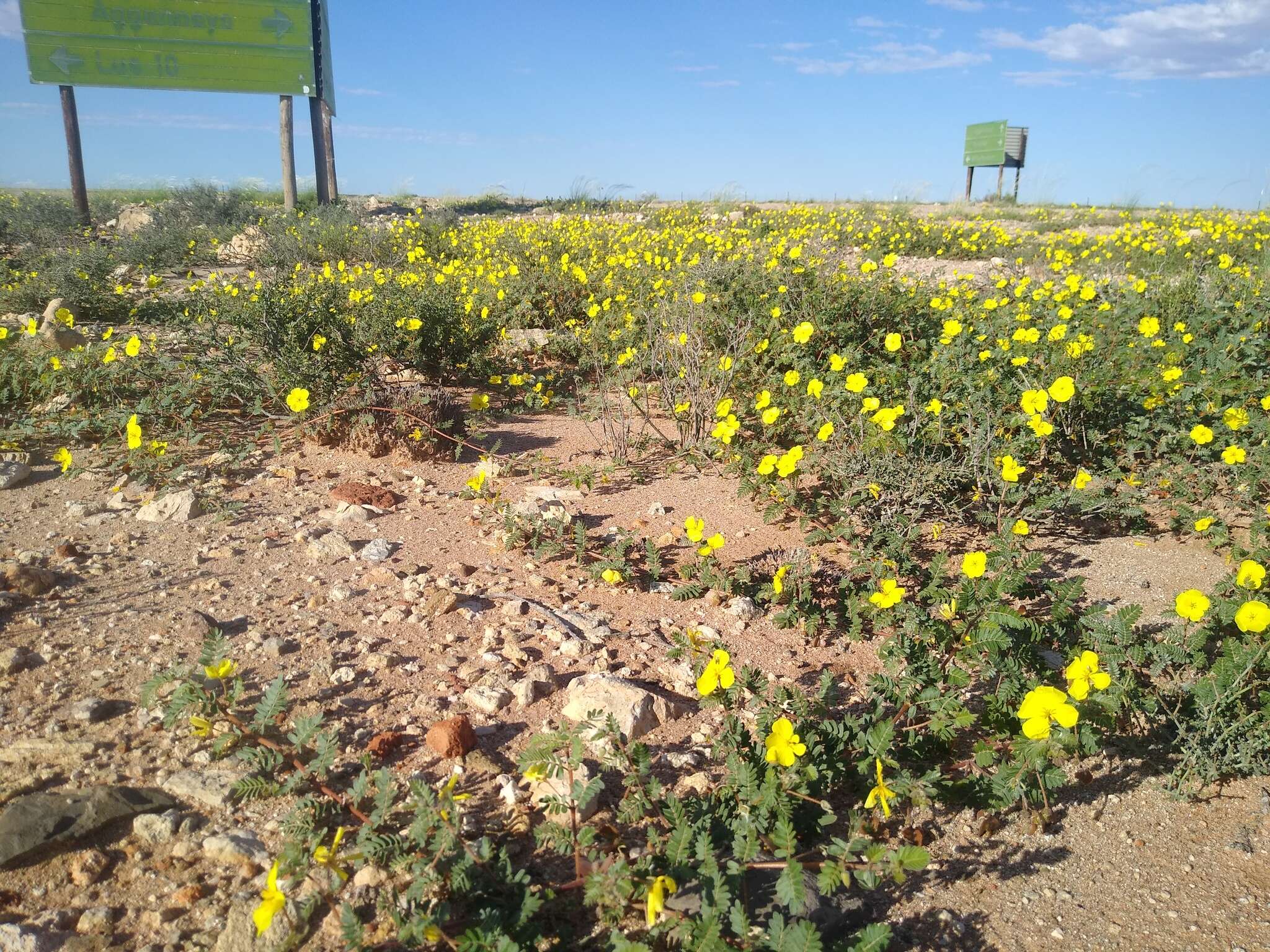 Image of Tribulus pentandrus var. pterophorus (Presl) P. Singh & V. Singh