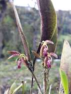 Image of Pleurothallis talpinaria Rchb. fil.