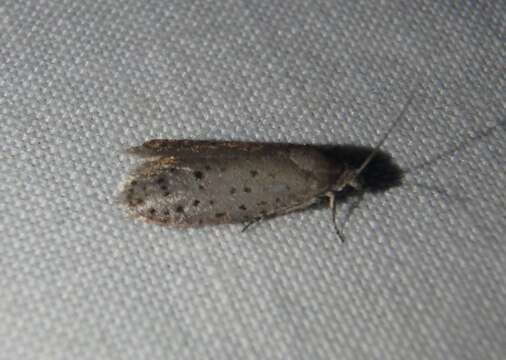 Image of Mimosa Webworm Moth