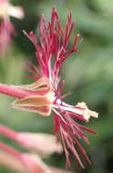 Image of Pelargonium caffrum (Eckl. & Zeyh.) Steud.