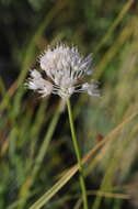 Allium pallasii Murray resmi