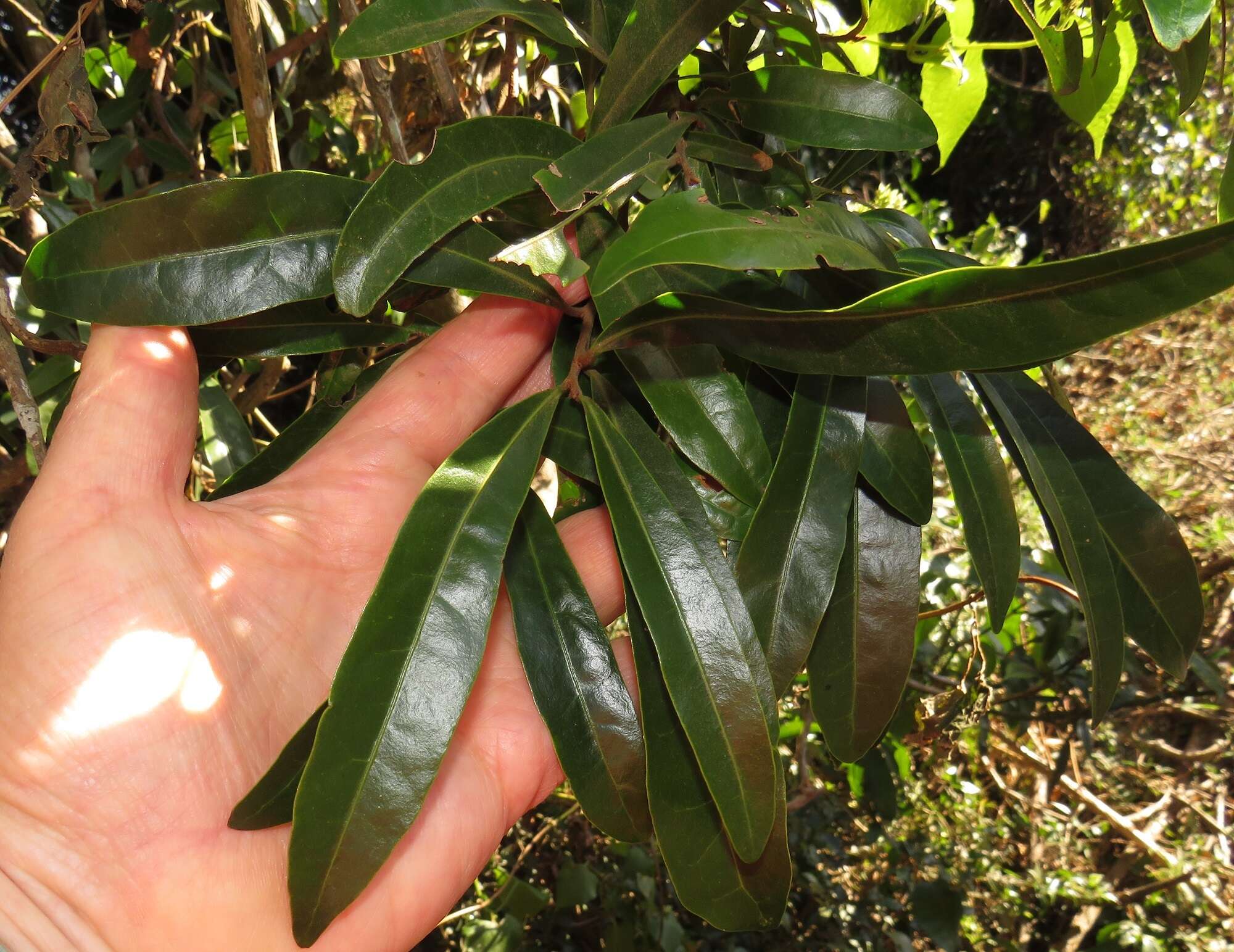 Image of Acridocarpus natalitius var. natalitius