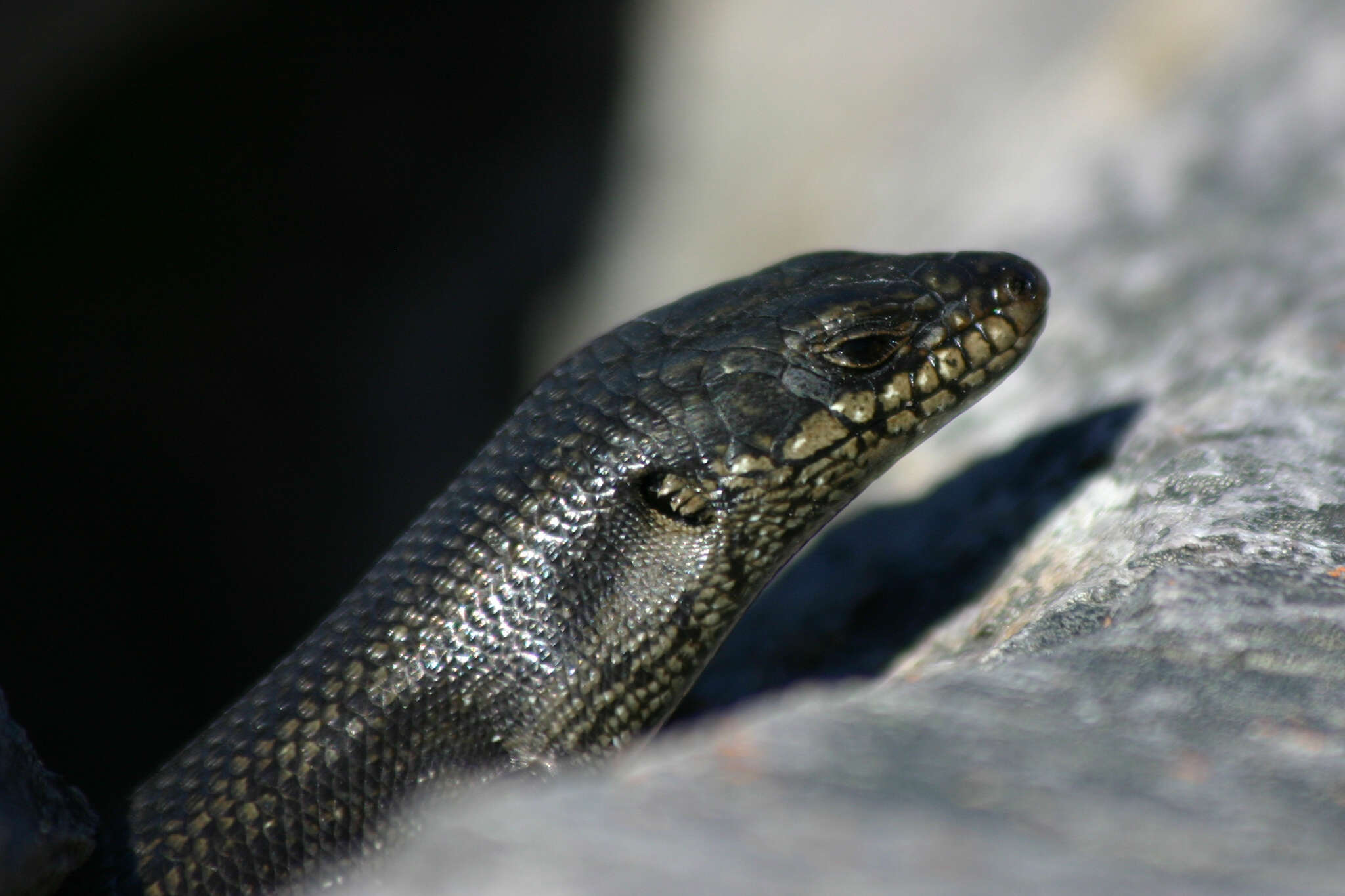 Plancia ëd Egernia napoleonis (Gray 1838)