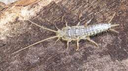 Image of Four-lined Silverfish