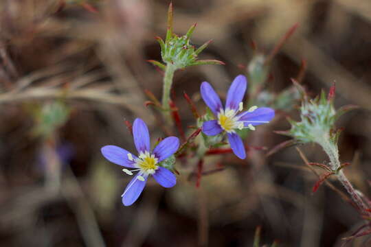 Imagem de Eriastrum sapphirinum subsp. dasyanthum (Brand) Mason