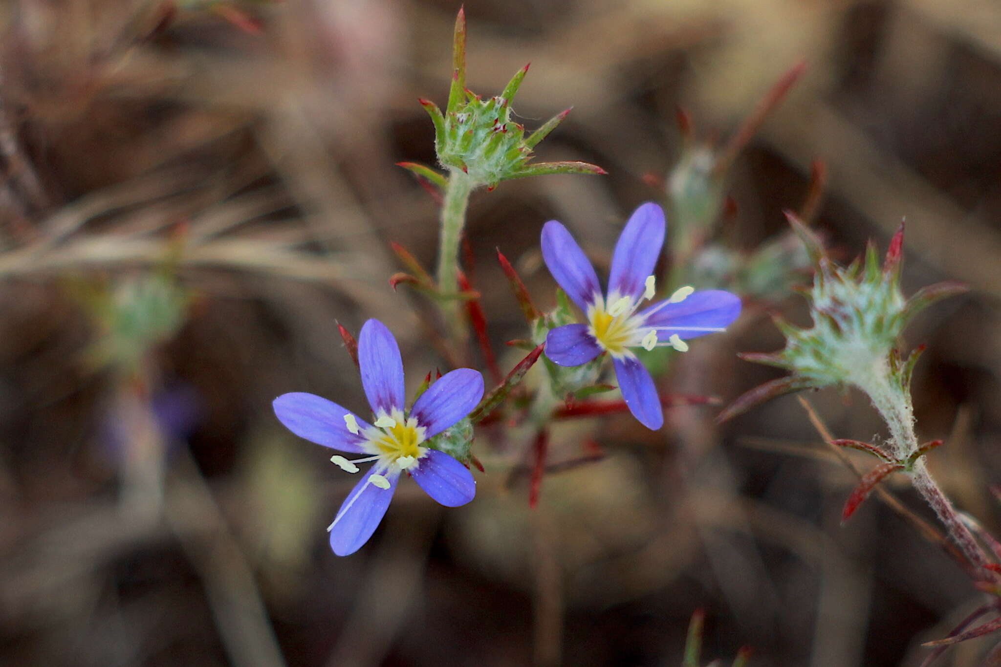 Imagem de Eriastrum sapphirinum subsp. dasyanthum (Brand) Mason